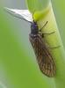Sialis sp.